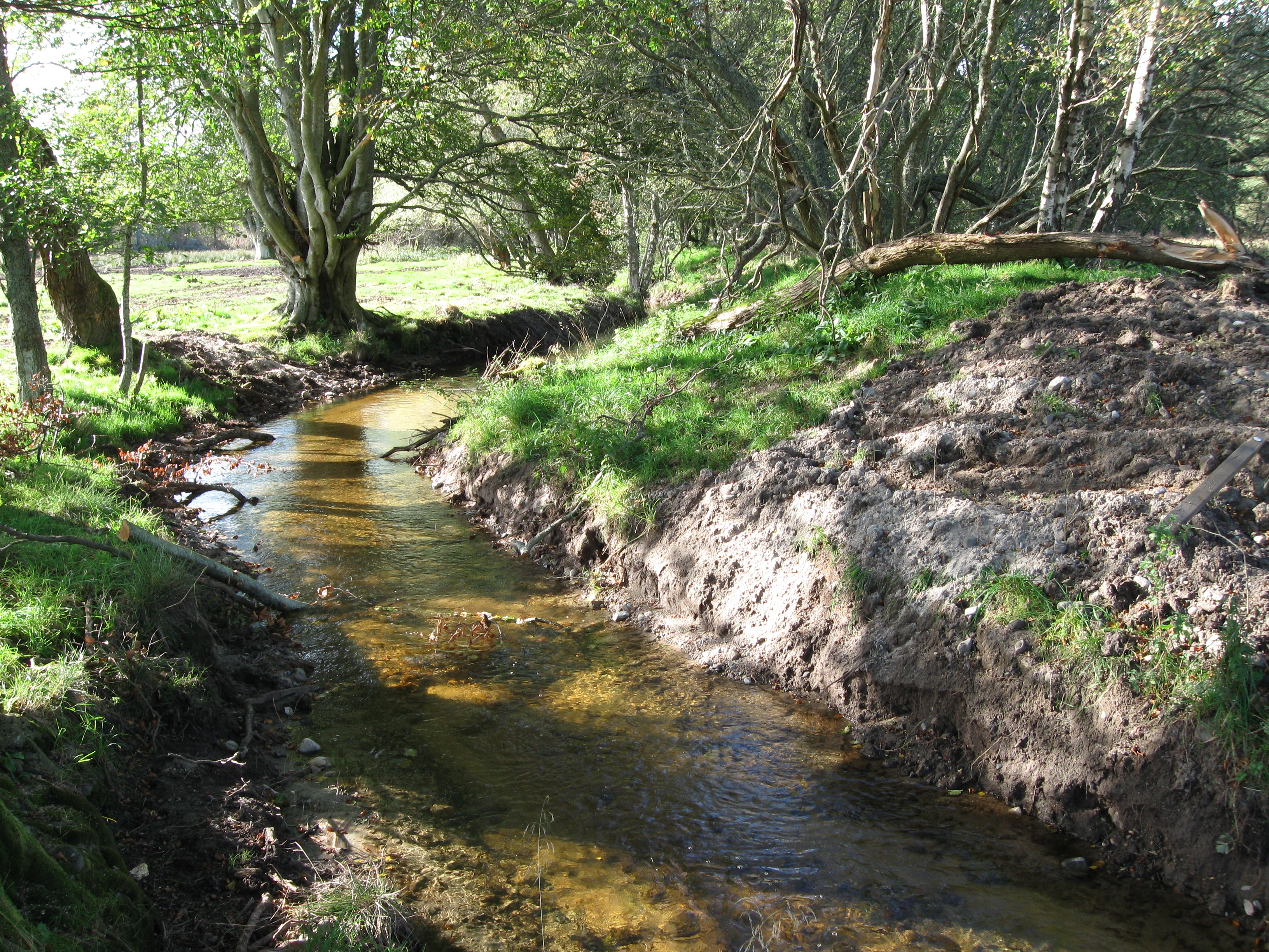Logie Woodlands