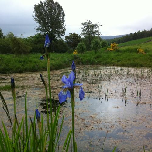 Wetland Scene