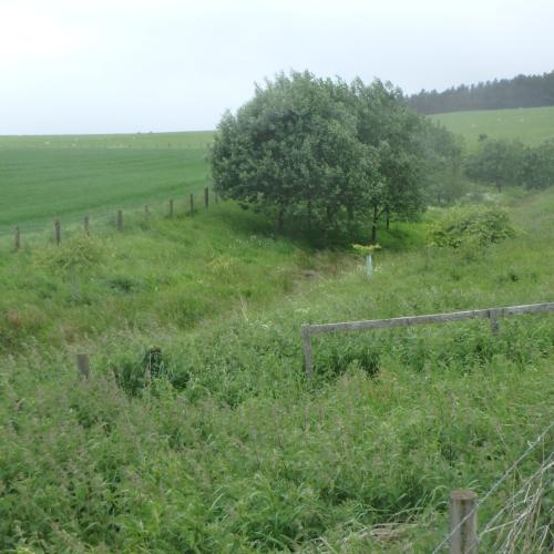 Riparian Planting
