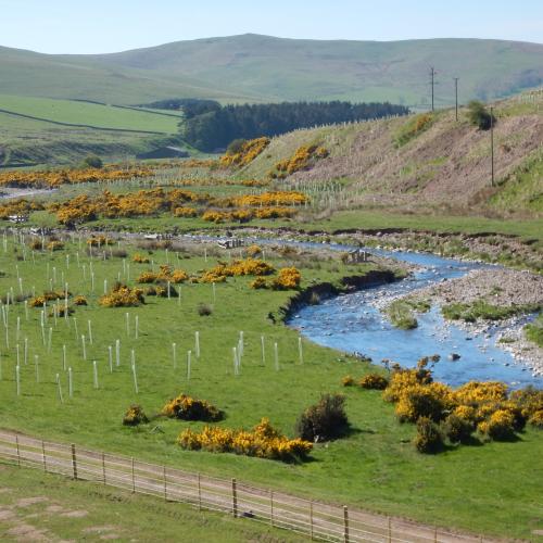 Riverwoods showcases projects that are helping to restore river woodlands around Scotland