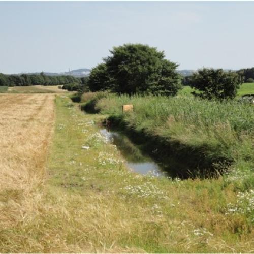 3D buffer strips report published by Environment Agency