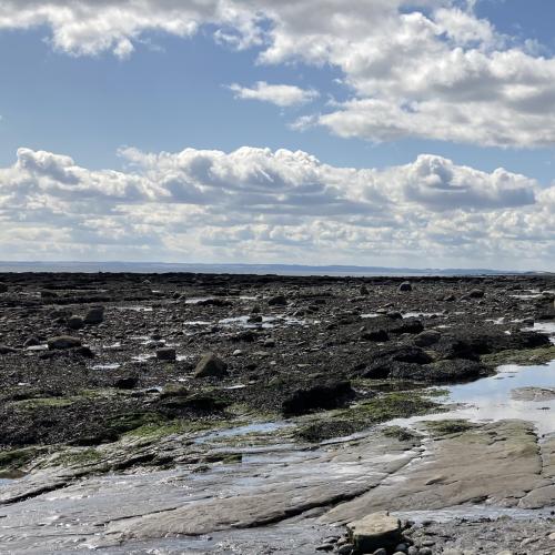 The effect of shellfish, kelp and sea grass beds on flood risk and coastal erosion in Scotland