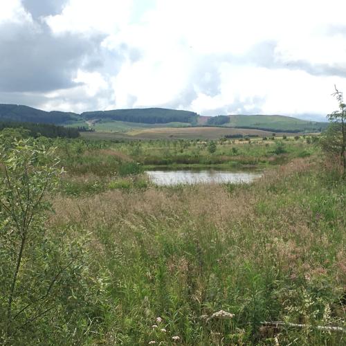 Ecosystem restoration and nature-based solutions: how do they differ and why does it matter?