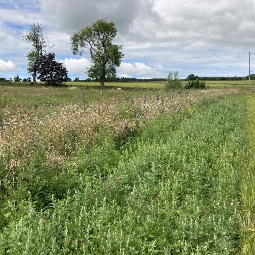 Podcast on Magic Margins; helping maintain soil on farm