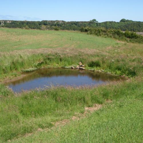 Wetland feature in the Belford Burn catchment