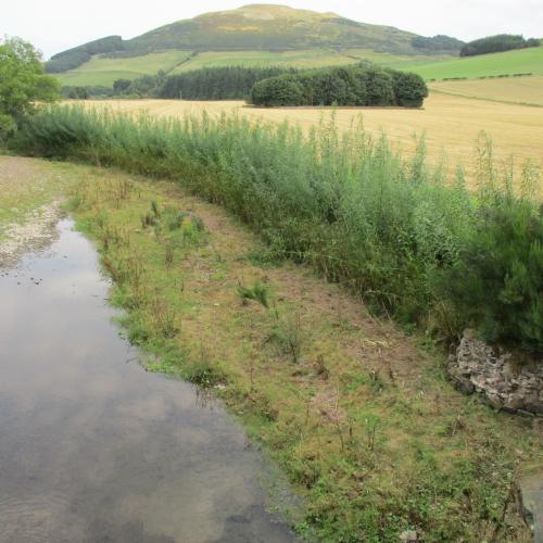 Riparian woodland creation: A guide for practitioners