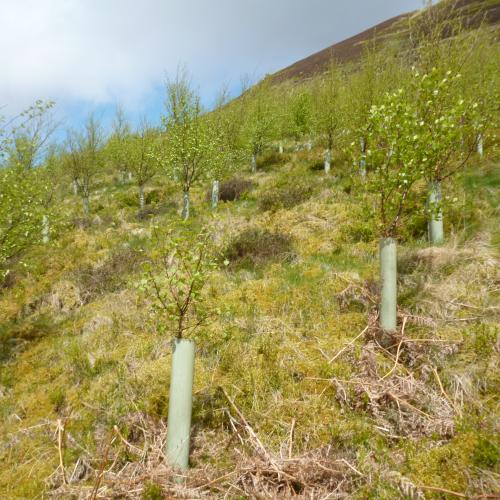 First ever UK woodland natural flood management guide published
